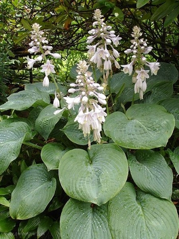 Hosta sieboldiana ‘Frances Williams’